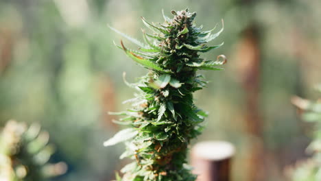 close-up of a cannabis plant