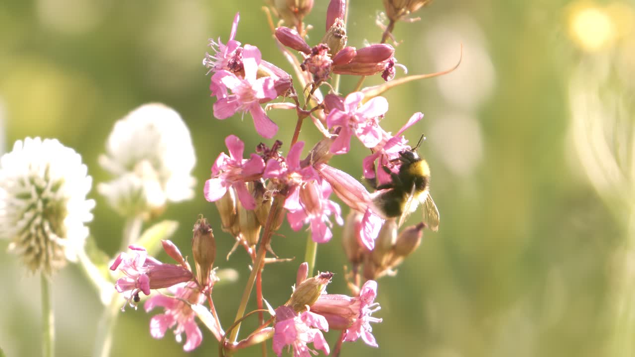 Bumblebee collects flower nectar at sunny day. Bumble bee shot in super slow motion camera 1000 fps