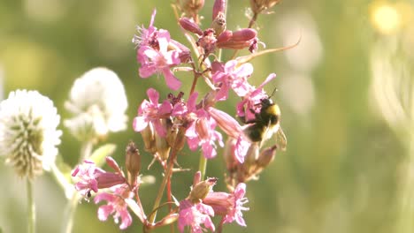 bumblebee collects flower nectar at sunny day. bumble bee shot in super slow motion camera 1000 fps