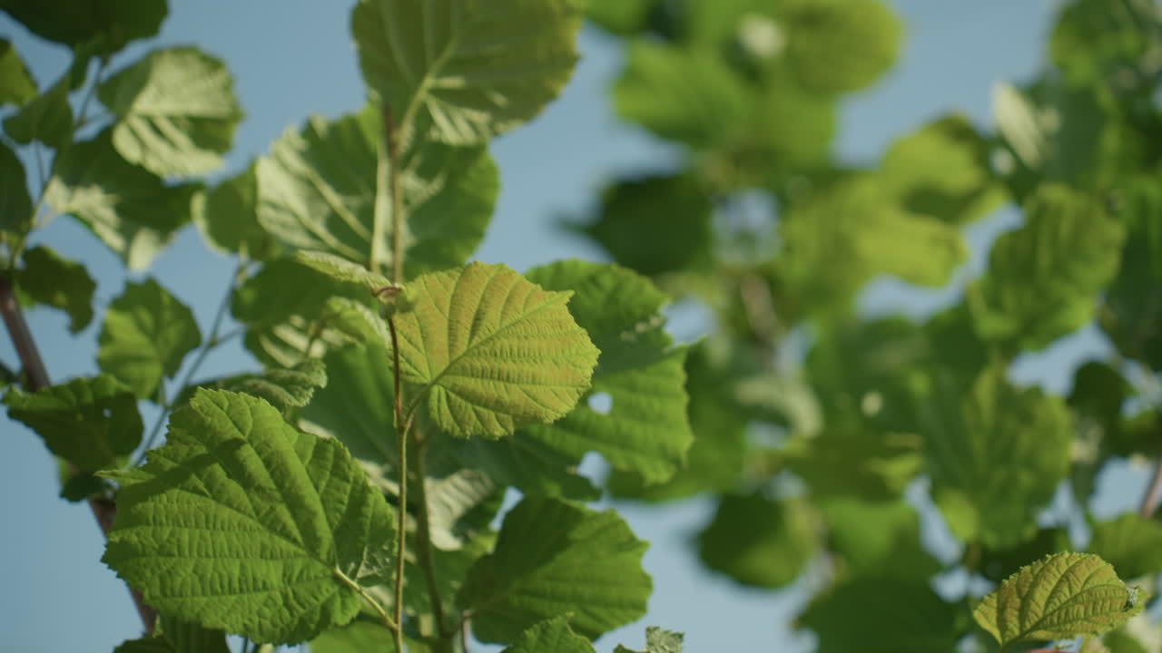 close up leaves swaying in wind showing delicate veins and motion blur, sunlight filtering through green foliage, calm summer breeze creating gentle movement on branches against pale sky