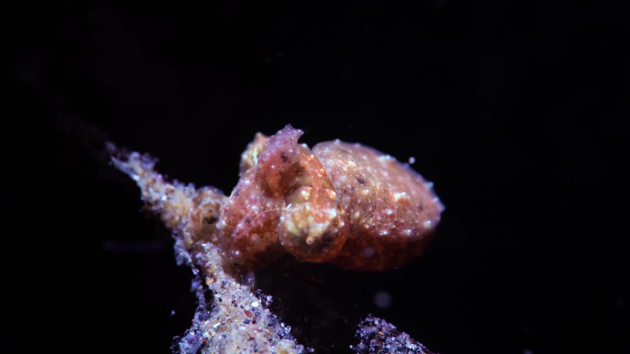 sepia enana pigmea sepia bandensis lembeh indonesia 4k 25fps