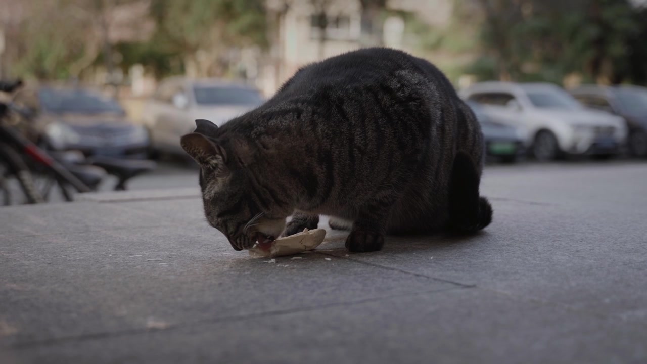 A Vida de um Gato Malhado 29