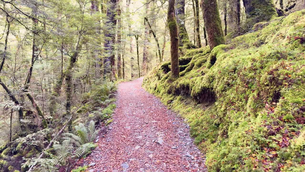 Steady camera glides along lush, moss-covered forest hiking trail in soft natural daylight