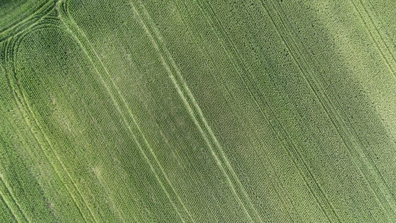 Uniform rows of green crops form parallel lines across expansive farmland in Piacenza Province, northern Italy, captured in top-down panning aerial shot