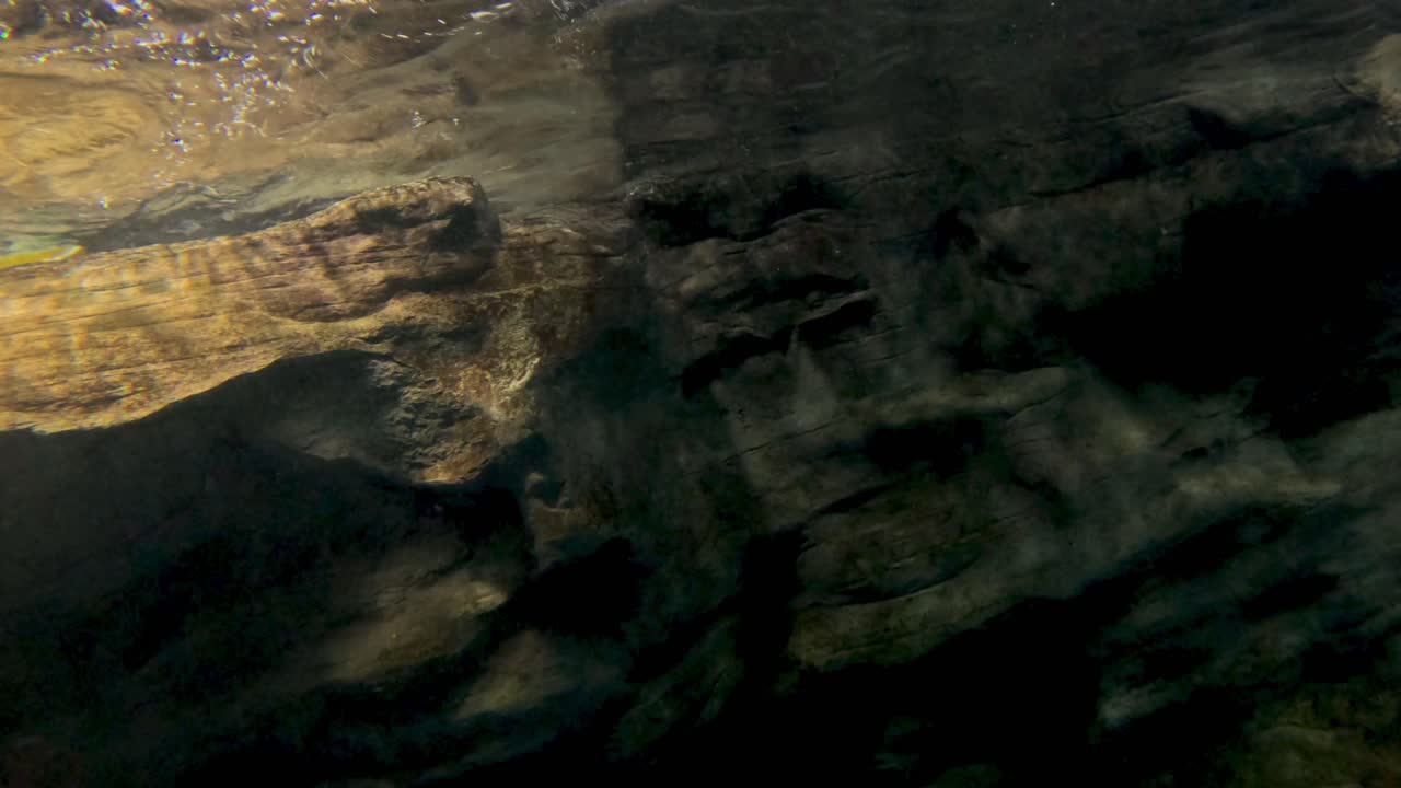 el delfín nada con gracia en una escena submarina iluminada por el sol.