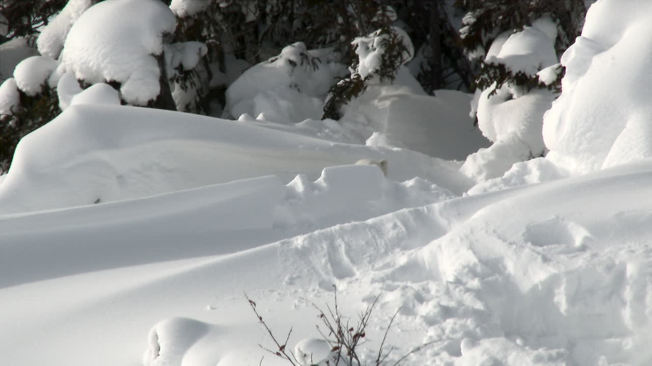 белый медведь с трехмесячным детенышем в дневной берлоге между деревьями, в тундре