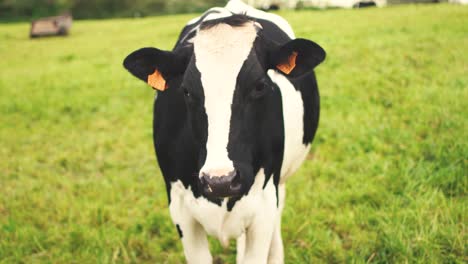 portrait of cow graze in farmland cattle raising pastoral concept