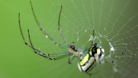 macro shot: orchard spider weaving web, insect life, green background