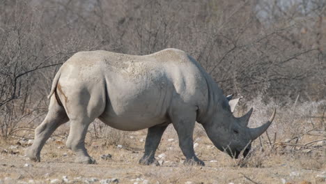 A-Closeup-View-of-White-Rhinoceros-Slowly-Walking