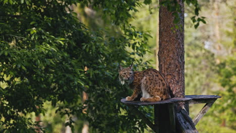 lince euroasiático sentado en una plataforma en el tronco de un árbol, mirando alrededor