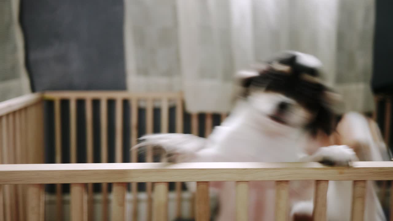 Two small dogs are playing teasing in the house