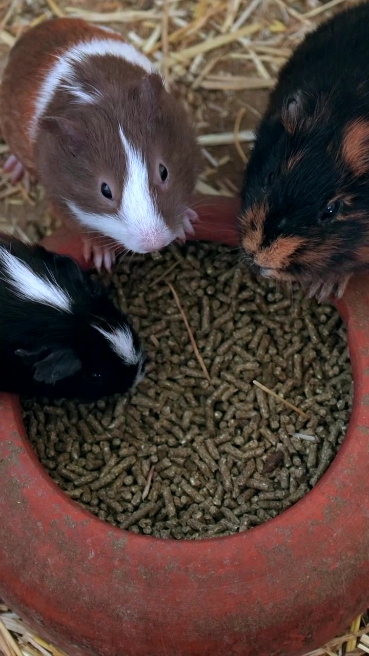 Drei Meerschweinchen fressen Pellets aus einer roten Schale