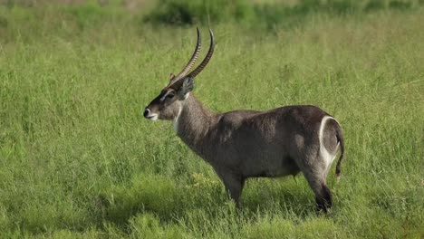 wide shot of a male waterbuck standing in the lush green grassland, greater kruger