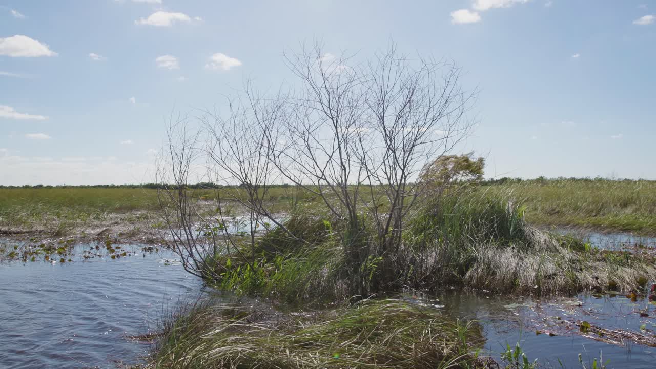 Laaja staattinen kuva pienistä paljaista puista Floridan Evergladesissa, jossa esitellään rauhallisia kosteikkoja ja avaria luonnonmaisemia. Rauhallinen, seesteinen maisema, joka sopii erinomaisesti luonto-, ympäristö- ja matkailuprojekteihin.