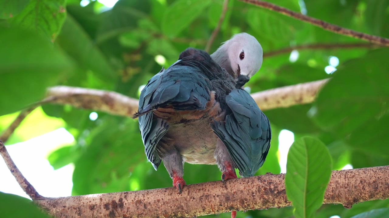 Un piccione imperiale del Pacifico (Ducula pacifica) si posa sull'albero, lisciandosi e curando le sue piume, primo piano