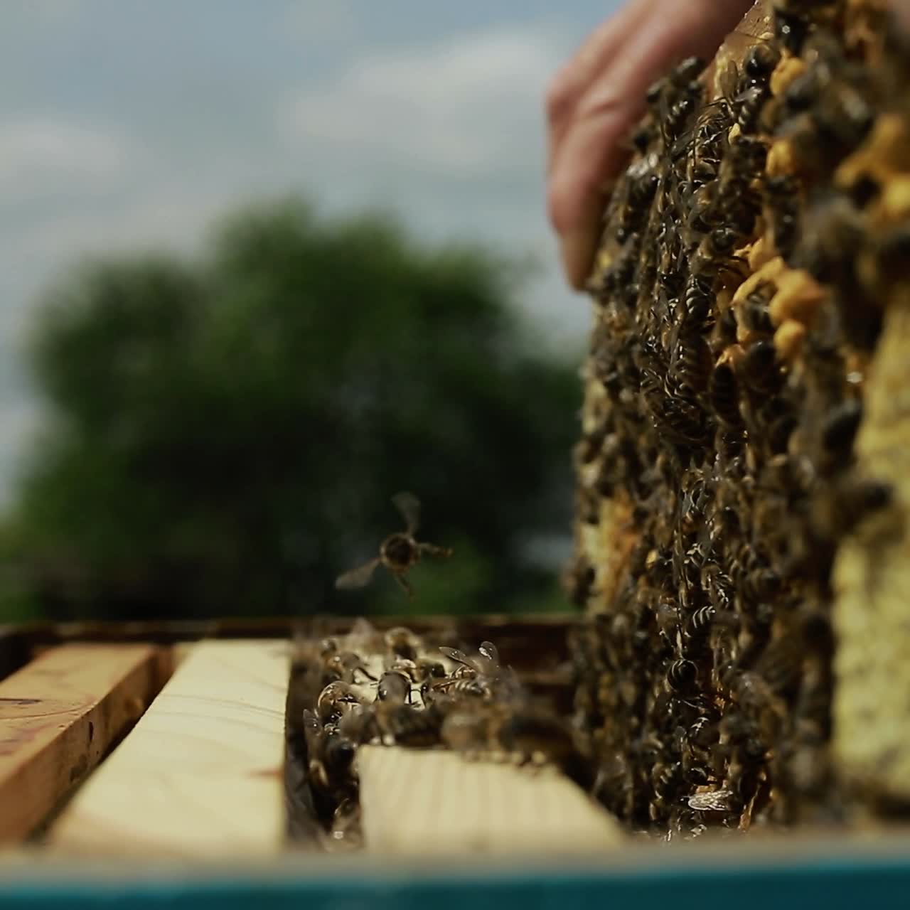 Close Up Of Bees In A Swarm A Hive. Close up of honey bees in a swarm a hive in sunny day