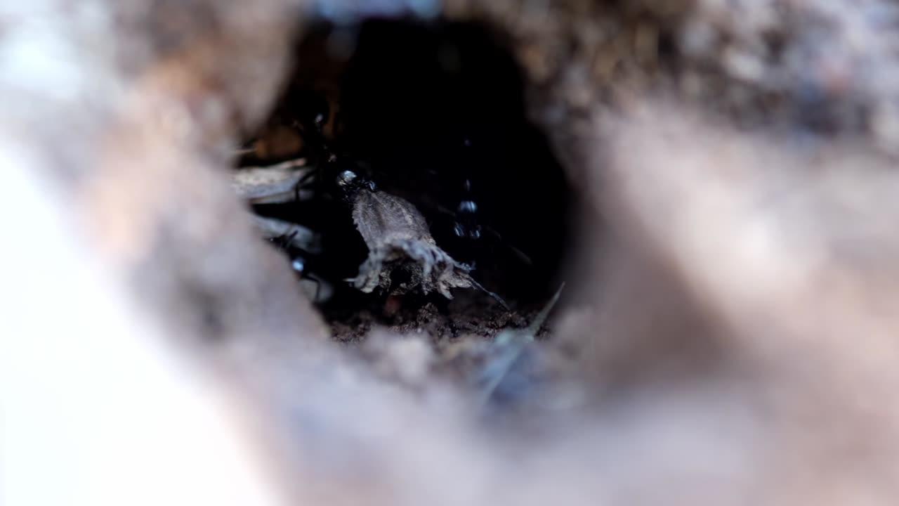 la entrada de un hormiguero. las hormigas están trabajando y llevando cosas.