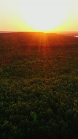 evening landscape of trees. view from above on green top trees with orange rays of the setting sun. beautiful nature at sunset. camera rising up. vertical video