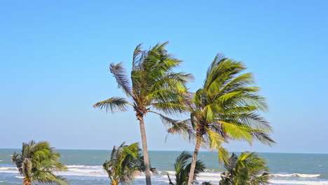 Kokospalmen,-Die-Sich-An-Sonnigen,-Wolkenlosen-Tagen-Unter-Dem-Wind-Am-Tropischen-Strand-Biegen