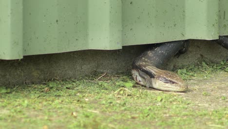 blue tongue lizard crawling out of shed