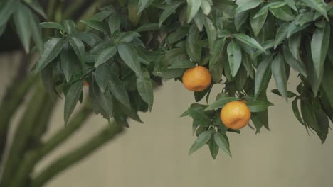 Wind-Schlägt-Auf-Einen-Orangenbaum