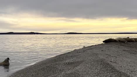 Handheld-shot-of-walruses-in-the-water-and-on-land-overlooking-the-reflecting-sea-at-golden-hour-on-an-expedition-through-the-northern-coastline-of-Svalbard-in-Norway