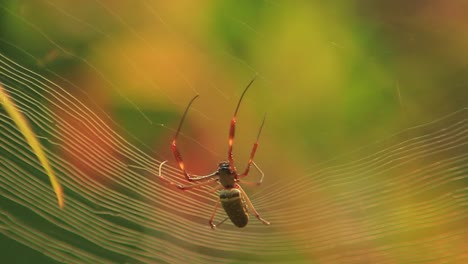 Cinematic footage of a spider building its net while walking from right to left