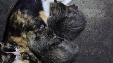 mother cat nursing her kittens. animal affection behavior