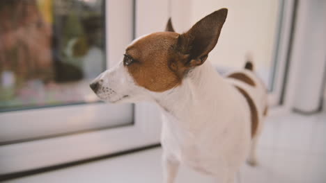 la telecamera mette a fuoco da vicino il cane in piedi sul pavimento nel soggiorno della casa 1