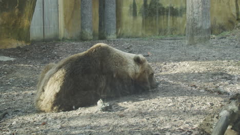 oso pardo cautivo comiendo en el zoológico