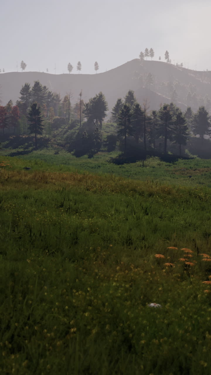 paisaje de colinas boscosas con niebla