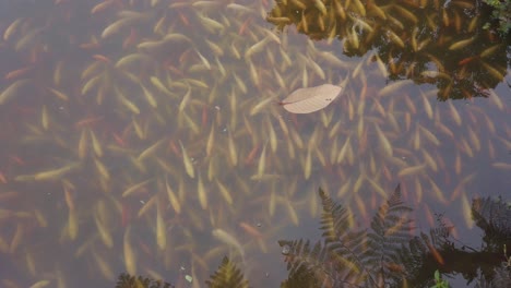 thousands of colourful fishes in the fresh water clear water river in indonesia