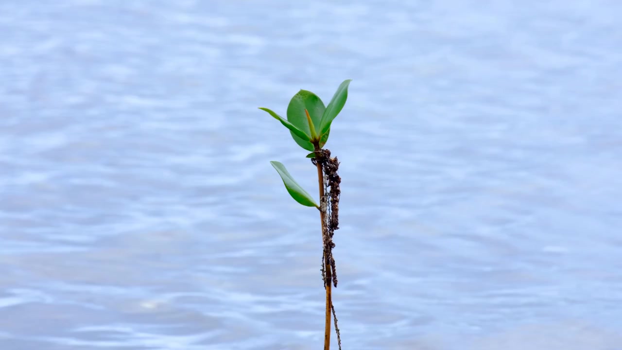 Closeup solo mangrove plant with ocean water on tropical island in Fiji, South Pacific
