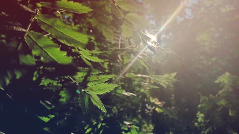 la luz del sol filtrándose a través de las hojas del bosque