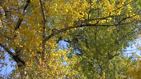 el viento susurra las hojas de otoño