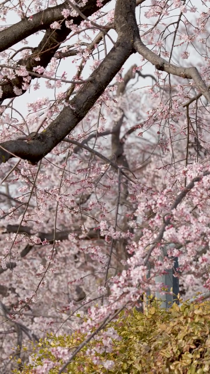Un uomo con una giacca bianca cammina accanto a vivaci alberi di sakura rosa in primavera.