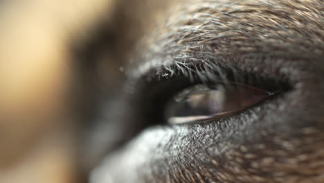 vista macro del ojo del bulldog francés marrón mirando y parpadeando - pupila del ojo del perro en primer plano