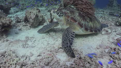 a green sea turtle is resting on a tropical reef accompanied by blue reef fishes