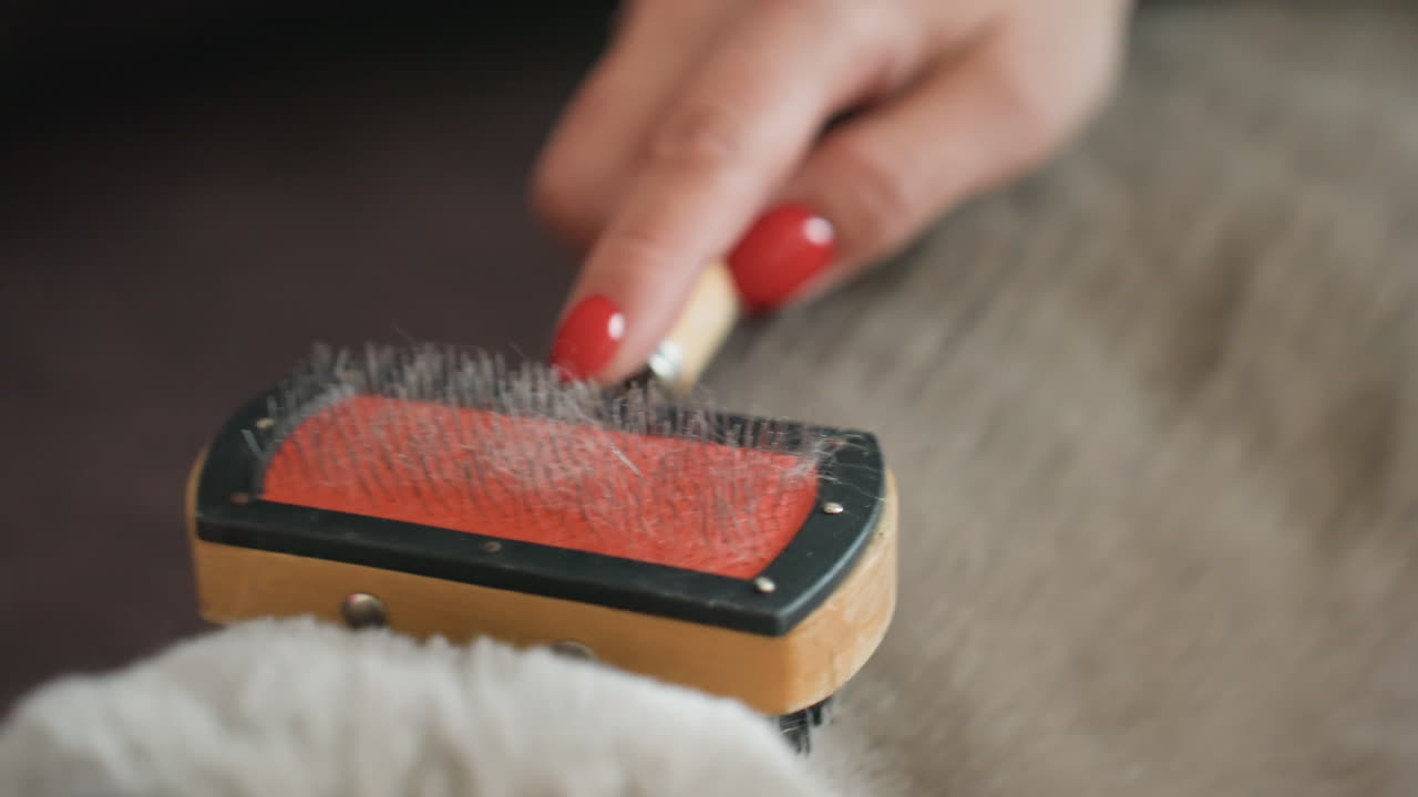 Fur Grooming Closeup, Closeup Of Hand Grooming Thick Gray Coat, Detailed View Of Hand Carefully Brushing Dense Gray Hair, Intimate Scene Of Hand Delicately Grooming Thick Gray Fur With Red Nails