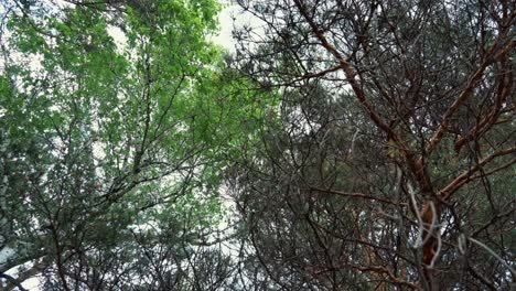 Forest Canopy View