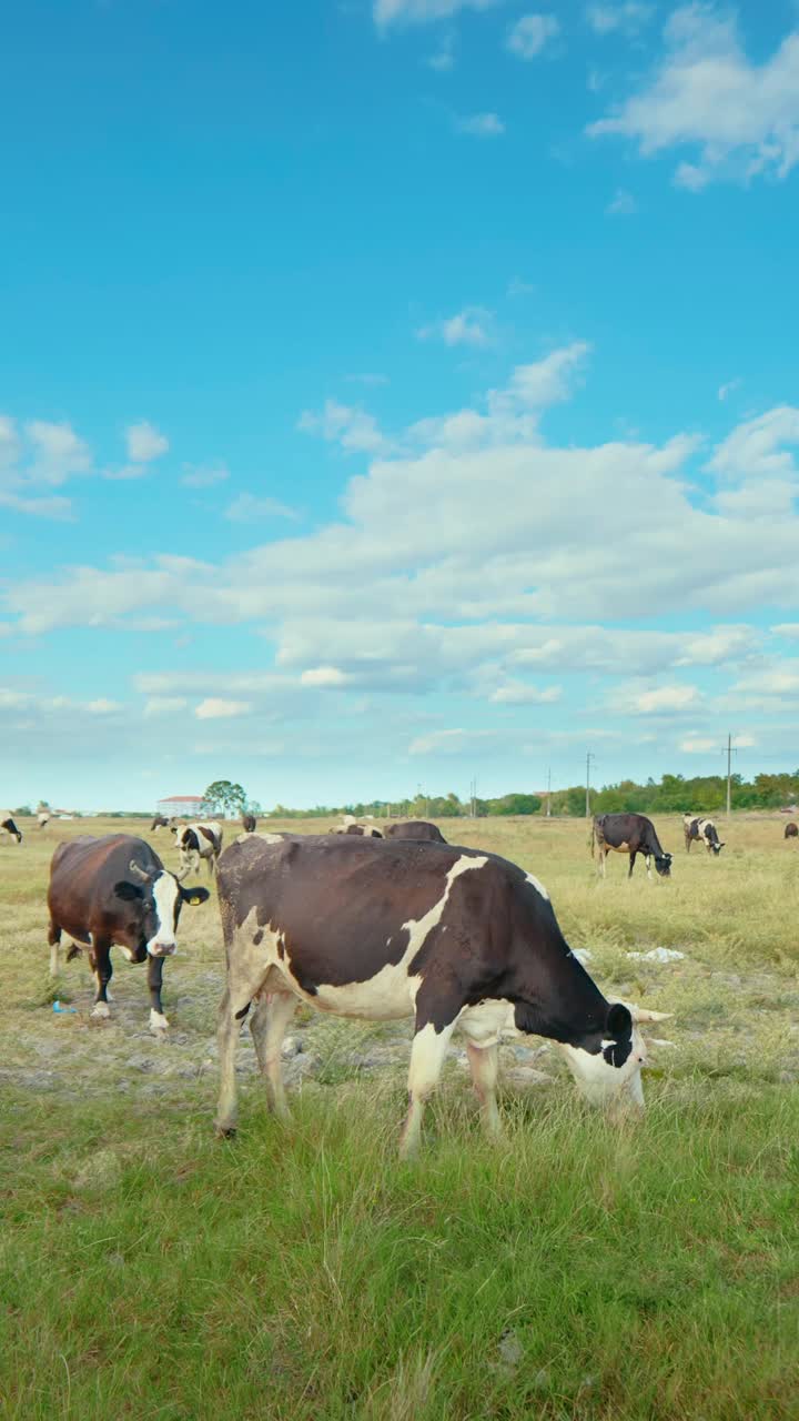 Una escena rural pacífica con vacas pastando en un prado verde bajo un cielo azul.