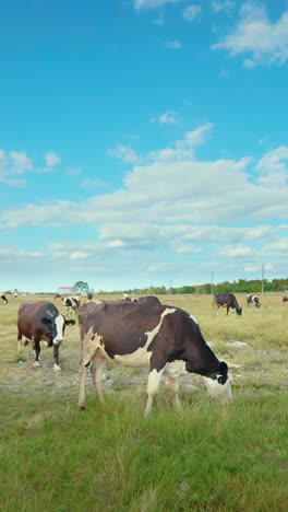 a peaceful rural scene with cows grazing in a green meadow under a blue sky