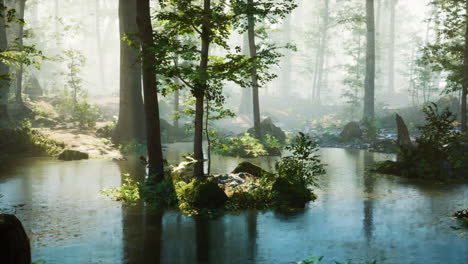 misty forest with a pond