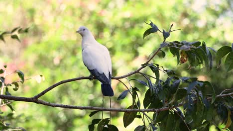 pigeon perched on branch in natural habitat