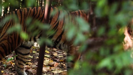 tiger walking through forested zoo enclosure