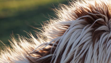 close-up of a horse mane