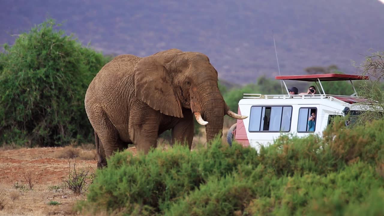 Huge brown elephant walking across from left to right towards safari jeep with tourists taking pictures in the grasslands of Kenya, Africa.