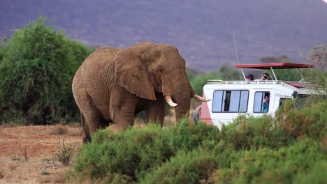 huge brown elephant walking across from left to right towards safari jeep with tourists taking pictures in the grasslands of kenya, africa.