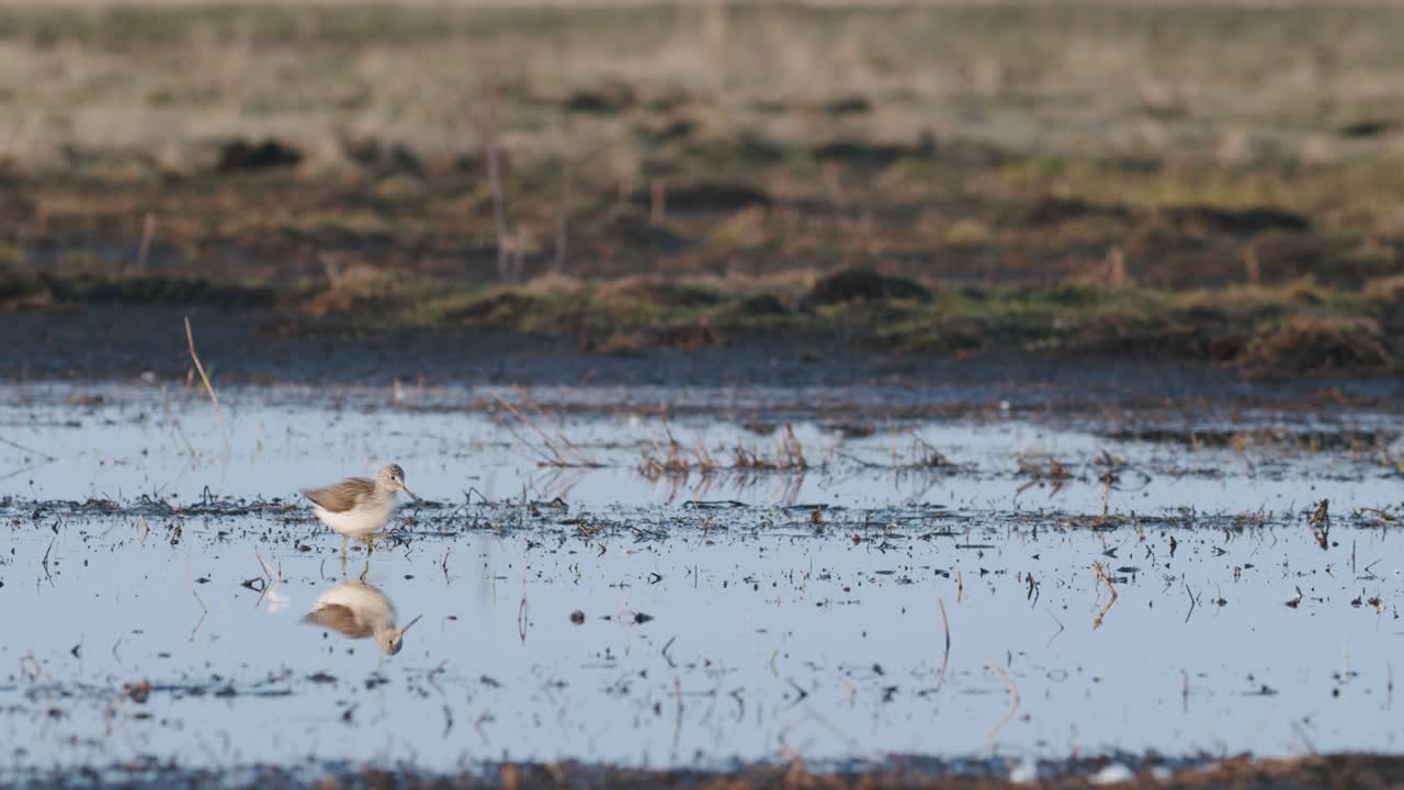 Commong greenshank feeding in wetland during spring migration
