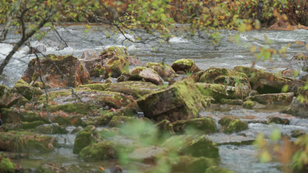 A wild river flows through a rocky riverbed, bordered by moss-covered stones on the banks